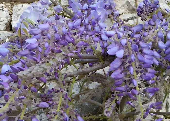 Les Racines De Lili Σπίτι διακοπών Cieurac